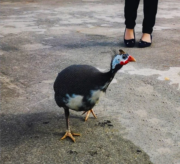 Graues Perlhuhn Mit Rotem Kamm — Stockfoto