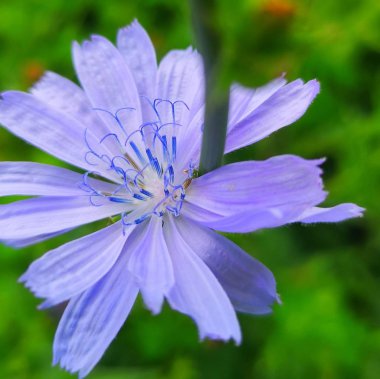 Yeşil çim bir arka plan üzerinde mavi çiçek