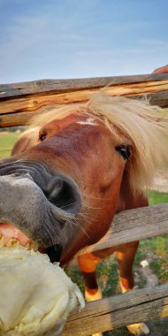 Beyaz saçak ile kızıl saçlı midilli lahana yiyor