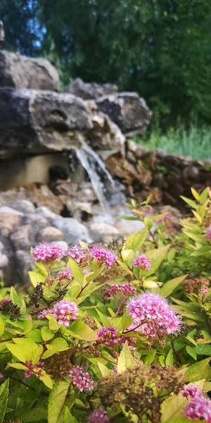 Flores Cor Rosa Contexto Uma Cachoeira — Fotografia de Stock