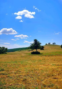 Çim ve Gökyüzüne Karşı Ağaç
