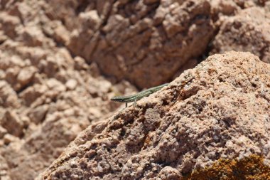 Taş üzerinde bebek kertenkele