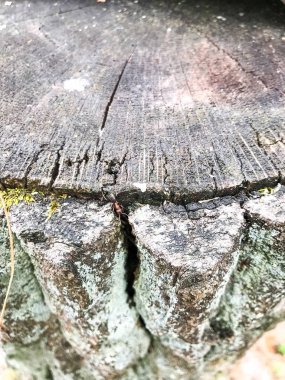 Eski ahşap ve karınca