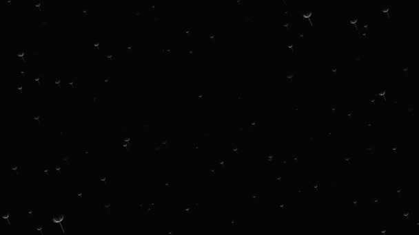 Animovaná animace bílého flufa letíka na černém pozadí.