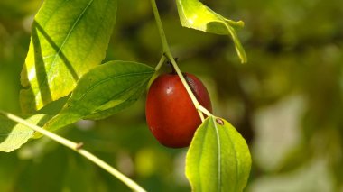 Kuzey Kafkasya 'nın eteklerinde, sonbaharda olgunlaşan bir Tibet tarihi.