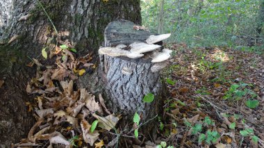 Sonbahar üniversitesi. Düşmüş meşe yaprakları ormandaki zemini kaplar. Mantarlar ağaç kütüğünde yetişir.