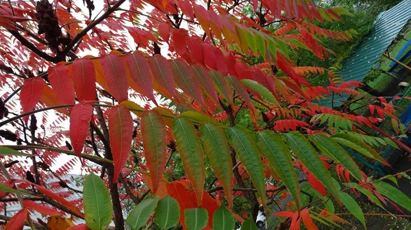 Farben Der Herbstblätter Von Grün Bis Rot — Stockfoto