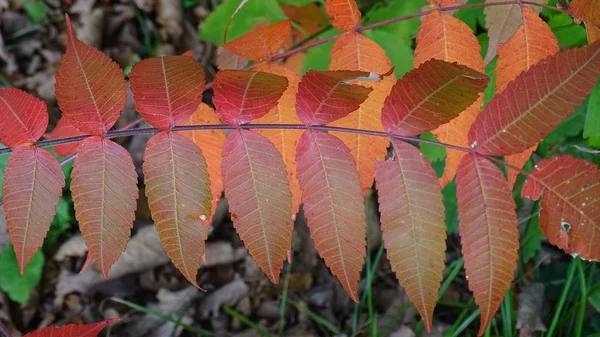 Die Bäume Haben Helle Blätter Rot Gelb Orange — Stockfoto