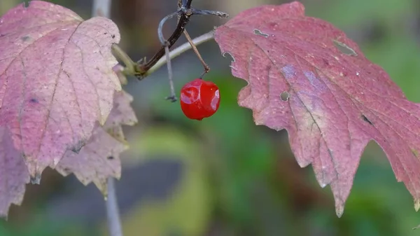 Einsame Viburnum Beere Wald Dekoriert Mit Herbstlichen Blättern — Stockfoto