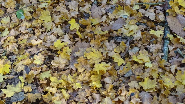 Tapis Forestier Naturel Pelucheux Coloré Partir Feuilles Automne Tombées — Photo