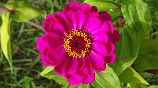 Leuchtend Scharlachrote Blume Auf Einem Blumenbeet Den Letzten Herbsttagen Erwartung — Stockfoto