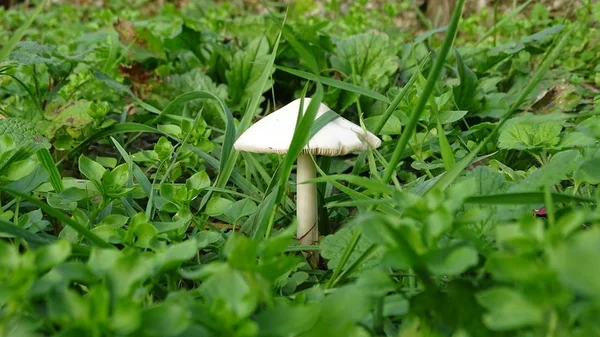 Einsamer Weißer Pilz Grünen Üppigen Gras Des Waldes — Stockfoto