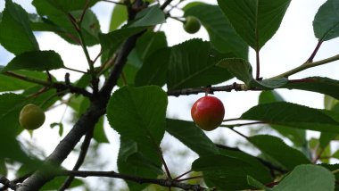 Bulutlu gökyüzünde yeşil yapraklar, üç kiraz, bir olgun kırmızı, iki yeşil olgunlaşmamış.