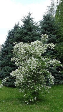 Yeşil Noel ağaçlarının yanında büyük çiçekli yasemin çalısı.