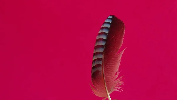 Wielokolorowe Pióra Ptaka Różowym Tle Zdjęcie Tle — Zdjęcie stockowe