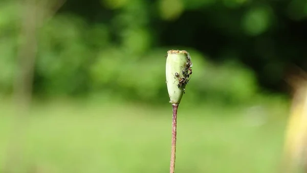 Bir Karınca Ailesi Gelincik Çiçeğinin Üzerindeki Yaprak Biti Sağıyor Yeşil — Stok fotoğraf