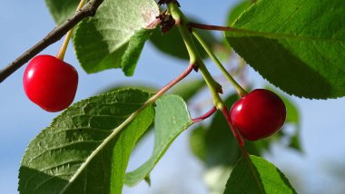Mavi gökyüzüne karşı yeşil yaprakların arasında iki kırmızı kiraz.
