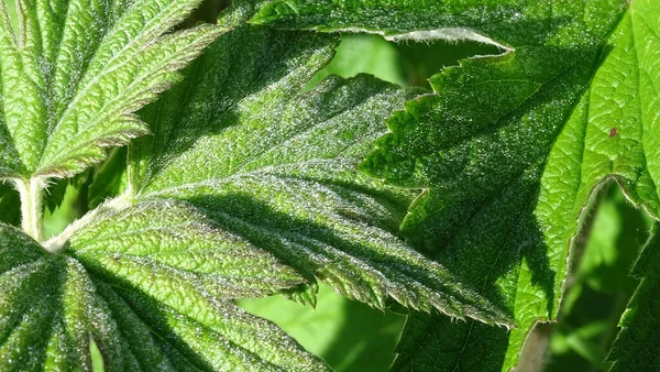 Çimenlerin yeşil desenli yaprakları sabah güneşinin çiğ taneleriyle kaplıdır..