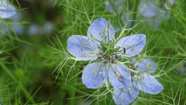 Arka plan sebze görüntüsü. Yeşil iğne benzeri yaprakların üzerinde beş yapraklı leylak..