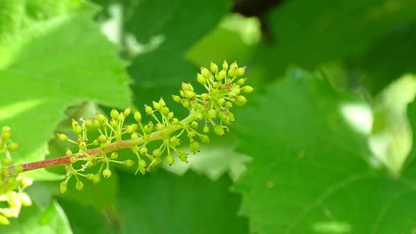 Immagine Vegetale Sfondo Morbido Fondo Verde Sfocato Foglie Uva Con — Foto Stock