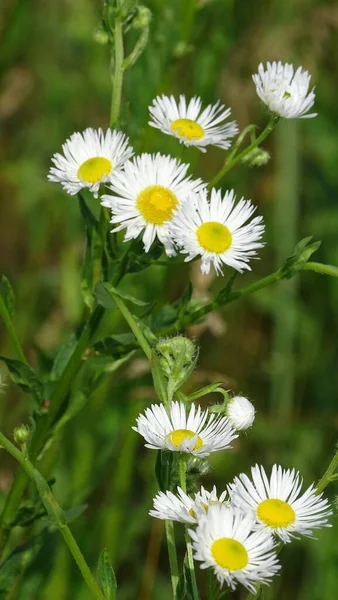 Camomille Blanche Fleur Sauvage Sur Fond Vert Image Fond — Photo