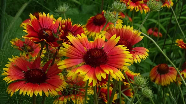 Imagen Fondo Rojo Amarillo Verde Flores Verano Brillantes — Foto de Stock