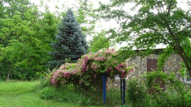 Ormanın kenarındaki bahçe evi. Ladin, çiçekler. Yaz.