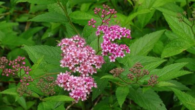 Büyük yeşil yapraklardan oluşan arka planda pembe çiçekler. Arkaplan resmi.