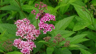 Orman arısı pembe çiçekleri tozlaştırır. Büyük yeşil yaprakların arka planı. Arkaplan resmi.
