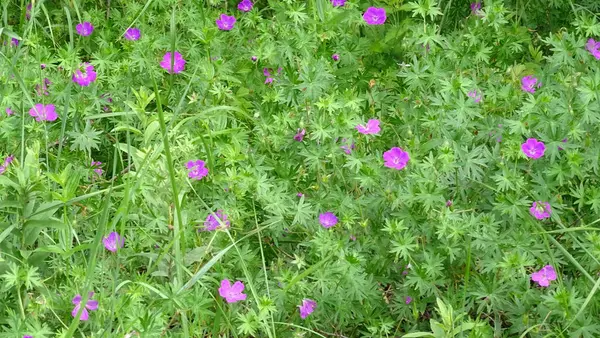 Çayır Arka Plan Fotoğrafı Yeşil Çimlerde Pembe Çiçekler — Stok fotoğraf