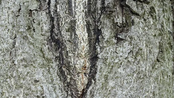 Natural Texture Pattern Old Board Background Abstract Picture — Stock Photo, Image