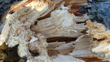 Yakın plan bir ağacın katmanları. Arkaplan resmi kahverengi ve beyaz.