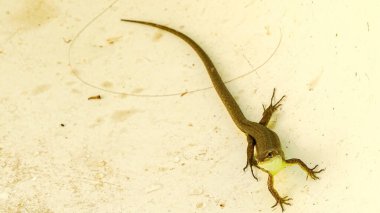 Sonbaharda dallarda kırmızı gül kalçası.