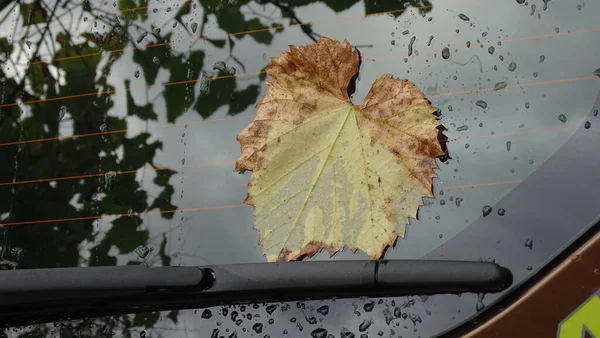 Herbstsketch Ein Umgestürztes Gelbes Blatt Klebte Der Nassen Scheibe Des — Stockfoto