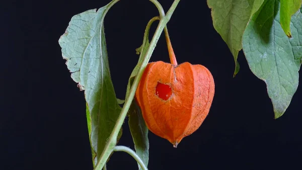 Physalis Berry Color Naranja Fruta Está Dentro Flor Sobre Fondo — Foto de Stock