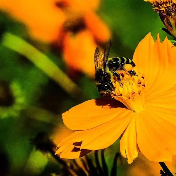 Indian Summer Forest Bee Collects Pollen Yellow Flower — Stock Photo, Image