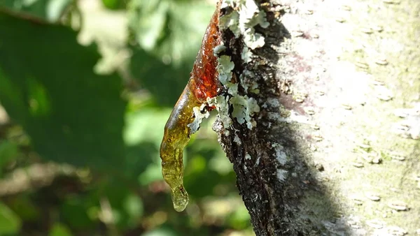 Orchard Resin Build Form Elongated Drop Fruit Tree Plum — Stock Photo, Image