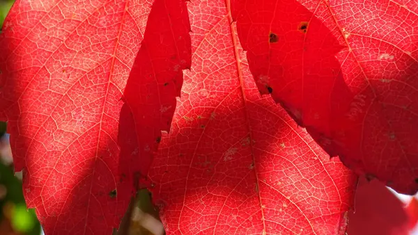 Sturz Rotes Traubenblatt Sonnenlicht Venen Blattstruktur Sind Sichtbar — Stockfoto