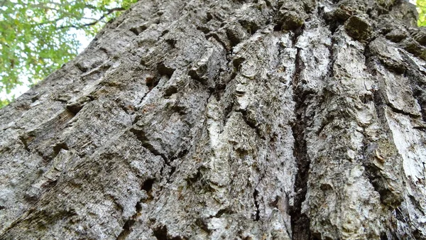 Corteza Texturizada Roble Centenario Las Ramas Verdes Superiores Del Árbol — Foto de Stock