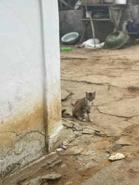 Yıpranmış beyaz bir duvarın yakınındaki kırsal bir avluda sessizce oturan bir tekir kedi, kırık zemin ve basit köy aletleriyle çevrili, kırsal hayatın cazibesini yakalıyor..