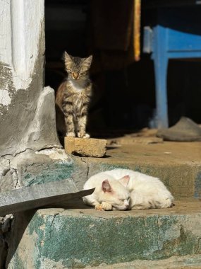Dışarıda dinlenen iki kedi kırsal bir ortamda aşınmış taş basamaklarda, bir beyaz kedi gün ışığında uyurken bir başka tekir kedi sessizce yakınlarda duruyor..