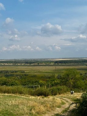 Geniş bir kırsal alan, açık alanlar, ağaçlar ve parçalı bulutlu mavi gökyüzünün altında otlayan bir inek kırsal yaşamın sakin güzelliğini gösteriyor..
