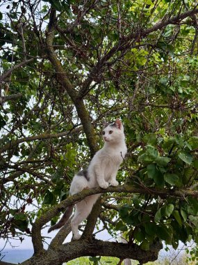 Ağaç dalına tünemiş beyaz ve gri bir kedi, yemyeşil yapraklarla çevrili, ilginç bir şekilde dışarı bakıyor.