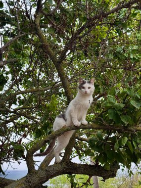 Meraklı beyaz ve gri bir kedi, yeşil yapraklarla çevrili bir ağaç dalına tünemiş, doğrudan kameraya bakıyordu..