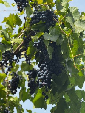 Üzüm bağında yetişen büyük olgun üzüm kümeleri.