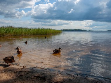 Yansımaları ve bazı ördekler, Letonya ile yaz güneşli bir günde göl üzerinde güzel bulutlar