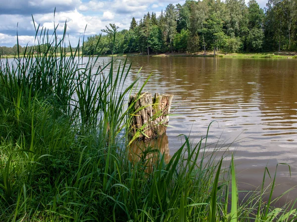 Vieux Tronc Bois Dans Lac Merveilleuses Réflexions — Photo