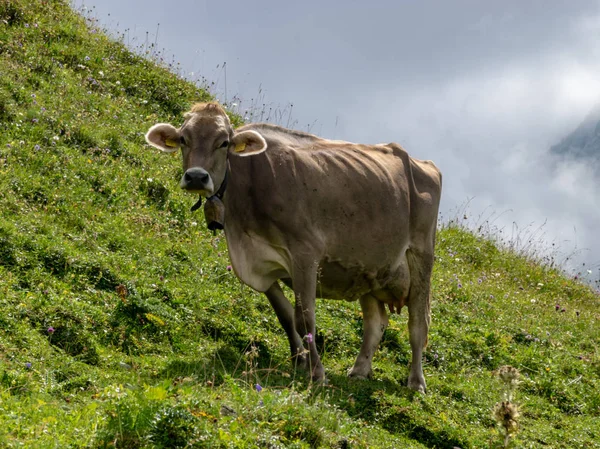 View Cows Grazing Idyllic Mountain Landscape Switzerland — Stock Photo, Image