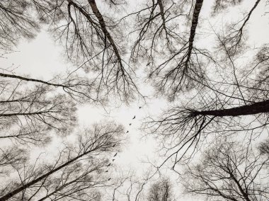 ilkbaharda gökyüzüne karşı çıplak ağaç tepesinde