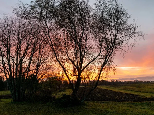 Ciel Magnifique Coloré Coucher Soleil Silhouettes Abstraites Arbres Mise Point — Photo